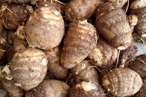 芋頭孕婦可以吃嗎早期 芋頭孕婦血糖高可以吃嗎 芋頭孕婦可以吃嗎早期 芋頭孕婦血糖高可以吃嗎