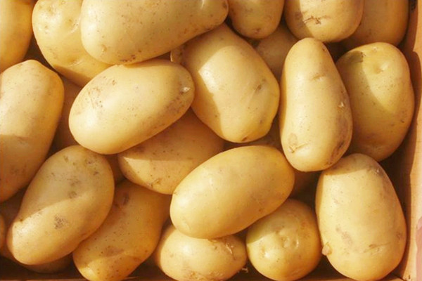土豆可以空腹吃嗎 土豆一天吃多少為宜 土豆可以空腹吃嗎 土豆一天吃多少為宜