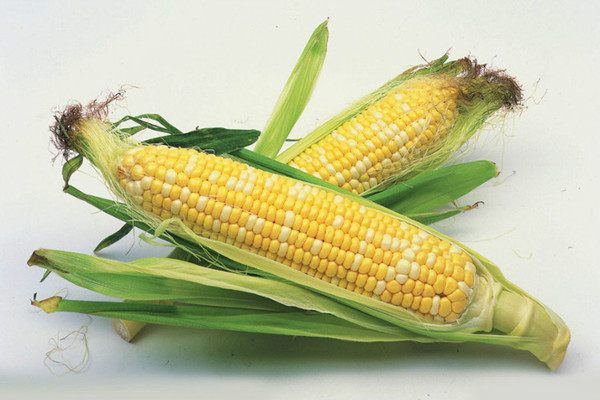 玉米能不能減肥 玉米減肥效果好嗎 玉米能不能減肥 玉米減肥效果好嗎