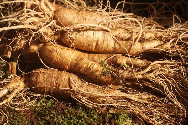 長白山人參能泡水喝嗎 長白山人參泡水可以天天喝嗎 長白山人參能泡水喝嗎 長白山人參泡水可以天天喝嗎