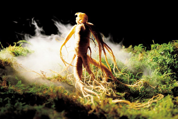 長白山人參哪些人不能吃 長白山人參糖尿病的人能吃嗎 長白山人參哪些人不能吃 長白山人參糖尿病的人能吃嗎