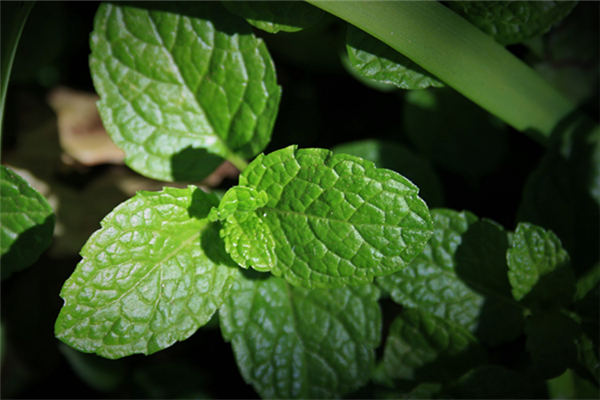 薄荷可以緩解頭疼嗎 薄荷對感冒有用嗎 薄荷可以緩解頭疼嗎 薄荷對感冒有用嗎