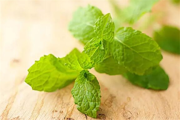 薄荷可以煮湯喝嗎 薄荷煲雞湯有什么功效 薄荷可以煮湯喝嗎 薄荷煲雞湯有什么功效