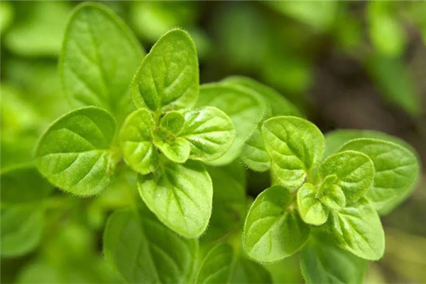 薄荷可以煮湯喝嗎 薄荷煲雞湯有什么功效 薄荷可以煮湯喝嗎 薄荷煲雞湯有什么功效