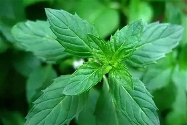 薄荷葉能去腥嗎 薄荷和什么搭配最佳 薄荷葉能去腥嗎 薄荷和什么搭配最佳