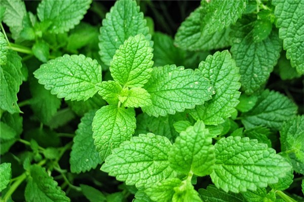 薄荷泡水用新鮮的好還是干的好 薄荷泡水變黑還能喝嗎 薄荷泡水用新鮮的好還是干的好 薄荷泡水變黑還能喝嗎