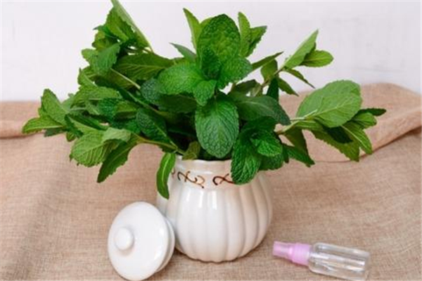 薄荷可以提神醒腦嗎 薄荷會影響睡眠嗎 薄荷可以提神醒腦嗎 薄荷會影響睡眠嗎