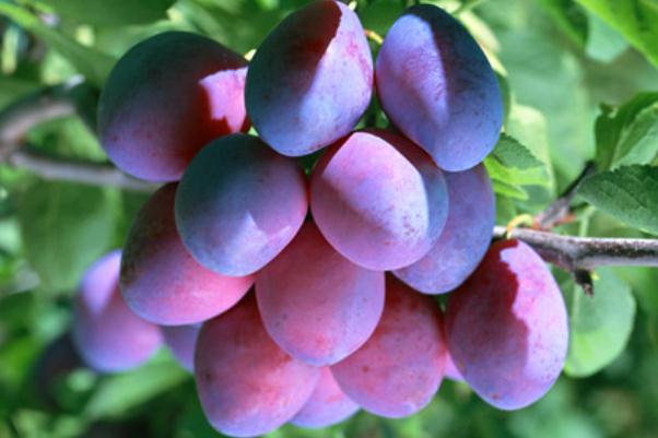 烏梅的營(yíng)養(yǎng)成分 烏梅的副作用 烏梅的營(yíng)養(yǎng)成分 烏梅的副作用