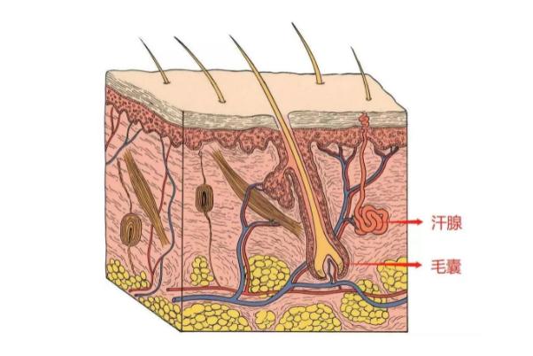 激光脫毛是先把毛刮掉的嗎 激光脫毛怎么收費(fèi) 激光脫毛是先把毛刮掉的嗎 激光脫毛怎么收費(fèi)