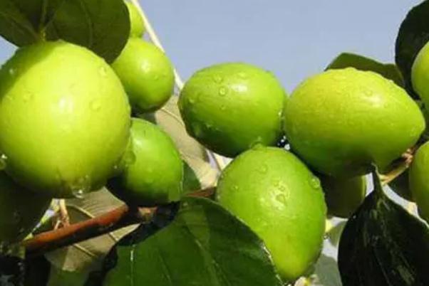 牛奶棗對身體有什么好處 牛奶棗能否空腹吃 牛奶棗對身體有什么好處 牛奶棗能否空腹吃