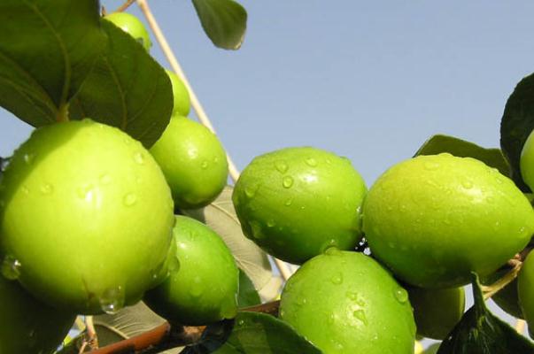 牛奶棗有點(diǎn)澀怎么處理 新鮮牛奶棗怎么保存 牛奶棗有點(diǎn)澀怎么處理 新鮮牛奶棗怎么保存