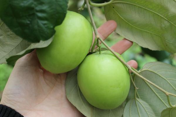 牛奶棗會上火嗎 牛奶棗能存放多久 牛奶棗會上火嗎 牛奶棗能存放多久