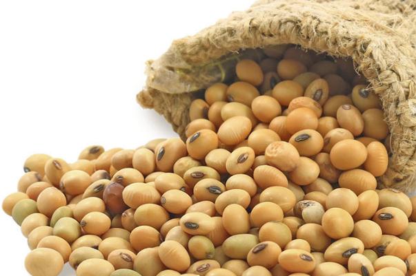 黃豆是豌豆嗎 黃豆有啥營(yíng)養(yǎng) 黃豆是豌豆嗎 黃豆有啥營(yíng)養(yǎng)