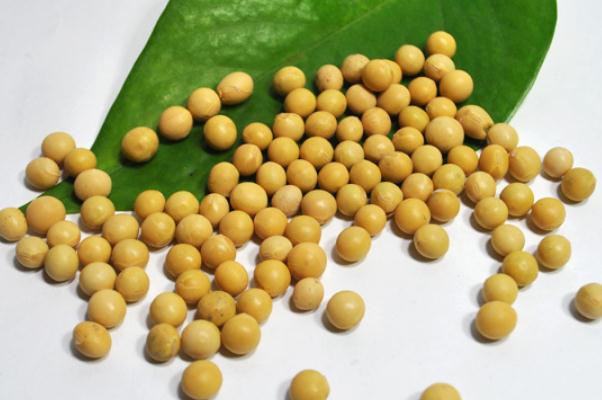 黃豆是豌豆嗎 黃豆有啥營(yíng)養(yǎng) 黃豆是豌豆嗎 黃豆有啥營(yíng)養(yǎng)