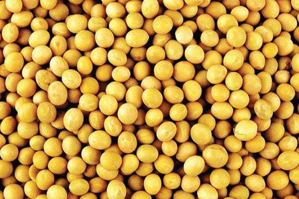 黃豆一天吃多少最好 黃豆怎么吃最有營養(yǎng) 黃豆一天吃多少最好 黃豆怎么吃最有營養(yǎng)