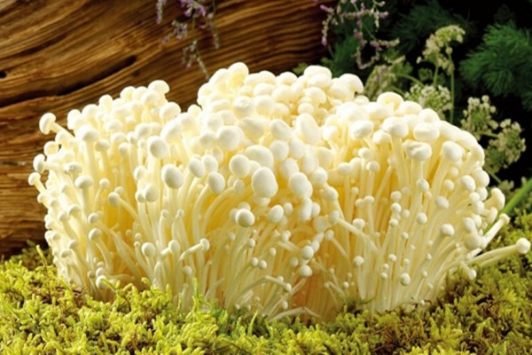 金針菇的禁忌人群 金針菇不能和什么同食 金針菇的禁忌人群 金針菇不能和什么同食