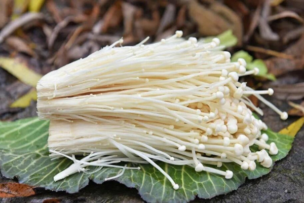 金針菇的禁忌人群 金針菇不能和什么同食 金針菇的禁忌人群 金針菇不能和什么同食