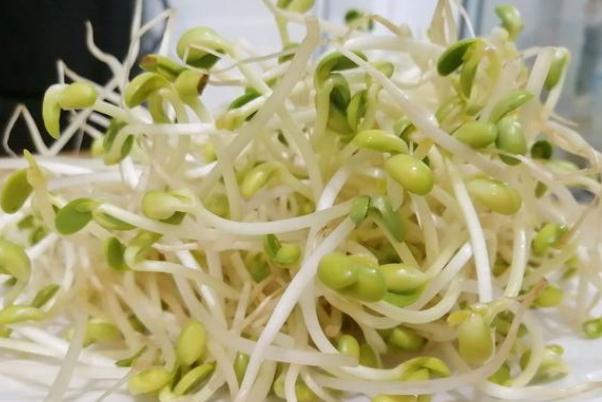 豆芽是什么季節(jié)的菜 豆芽是用什么豆發(fā)出來的 豆芽是什么季節(jié)的菜 豆芽是用什么豆發(fā)出來的