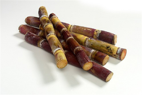 甘蔗不甜是什么原因 甘蔗不甜怎么處理 甘蔗不甜是什么原因 甘蔗不甜怎么處理