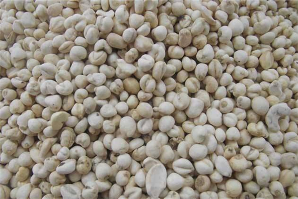 平貝母的功效和作用 平貝母可以當(dāng)川貝用嗎 平貝母的功效和作用 平貝母可以當(dāng)川貝用嗎