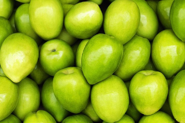 青棗能和牛奶一起吃嗎 青棗能和葡萄一起吃嗎 青棗能和牛奶一起吃嗎 青棗能和葡萄一起吃嗎