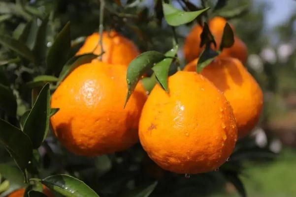 耙耙柑的糖度是多少 耙耙柑是什么品種 耙耙柑的糖度是多少 耙耙柑是什么品種