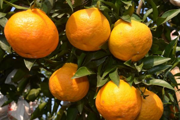 耙耙柑有點(diǎn)苦能吃嗎 粑粑柑凍了是什么樣子 耙耙柑有點(diǎn)苦能吃嗎 粑粑柑凍了是什么樣子