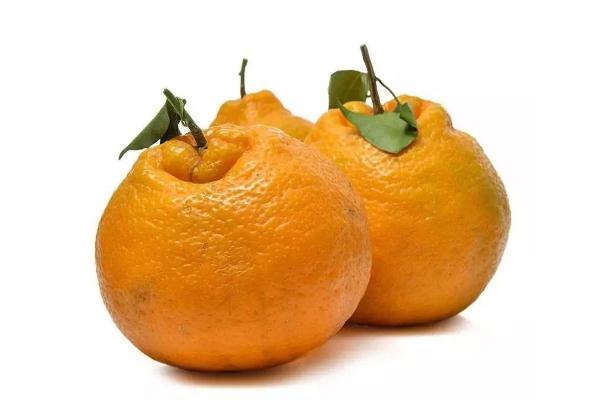 耙耙柑要不要放冰箱 耙耙柑怎么保存放時(shí)間長(zhǎng)些 耙耙柑要不要放冰箱 耙耙柑怎么保存放時(shí)間長(zhǎng)些