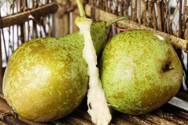 啤梨要去皮吃嗎 啤梨要放冰箱保存嗎 啤梨要去皮吃嗎 啤梨要放冰箱保存嗎