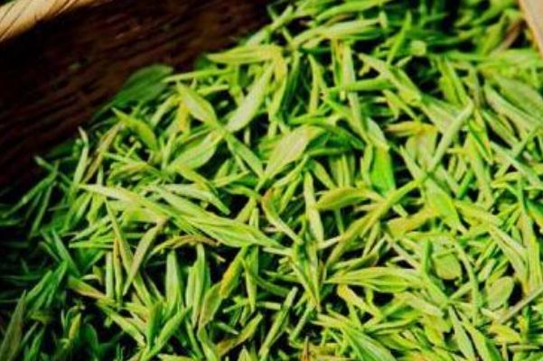 毛尖要放冰箱冷藏嗎 毛尖要怎么保存 毛尖要放冰箱冷藏嗎 毛尖要怎么保存