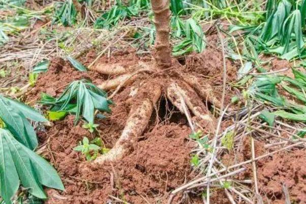 木薯有黑色條紋能吃嗎 木薯變黑的原因是什么 木薯有黑色條紋能吃嗎 木薯變黑的原因是什么