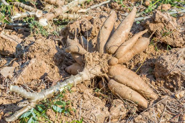 木薯的禁忌和副作用 木薯的產(chǎn)地在哪里 木薯的禁忌和副作用 木薯的產(chǎn)地在哪里