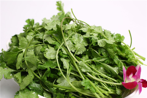 香菜是什么季節(jié)的菜 香菜是涼性還是熱性 香菜是什么季節(jié)的菜 香菜是涼性還是熱性