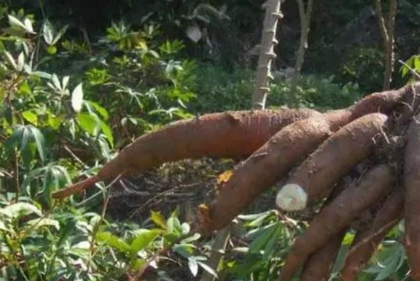 木薯有黑色條紋能吃嗎 木薯變黑的原因是什么 木薯有黑色條紋能吃嗎 木薯變黑的原因是什么