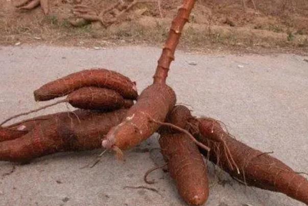 木薯要蒸多少分鐘才熟 木薯要怎么煮好吃 木薯要蒸多少分鐘才熟 木薯要怎么煮好吃