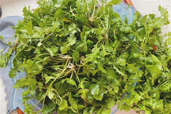 薺菜焯水多長(zhǎng)時(shí)間 薺菜焯水好還是不焯水好 薺菜焯水多長(zhǎng)時(shí)間 薺菜焯水好還是不焯水好