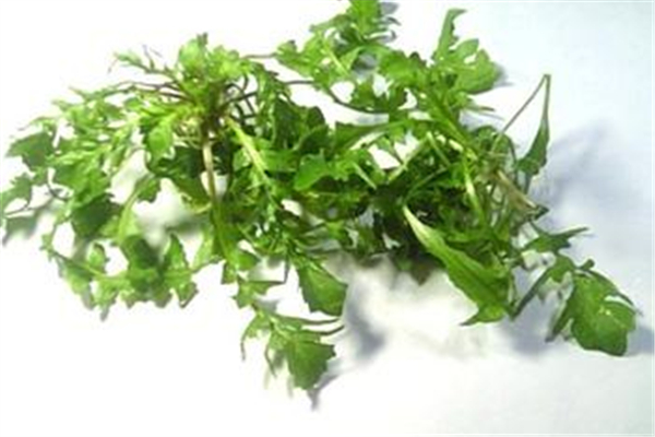 薺菜怎么腌制成咸菜 薺菜怎么做比較好吃 薺菜怎么腌制成咸菜 薺菜怎么做比較好吃