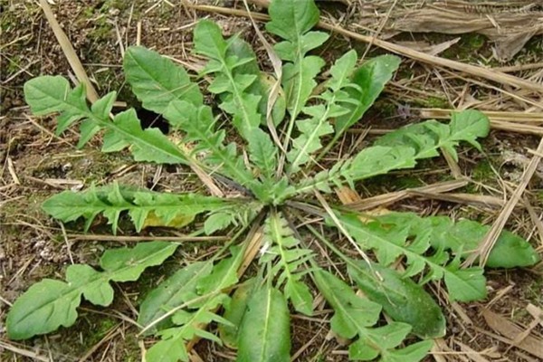 薺菜焯水多長(zhǎng)時(shí)間 薺菜焯水好還是不焯水好 薺菜焯水多長(zhǎng)時(shí)間 薺菜焯水好還是不焯水好