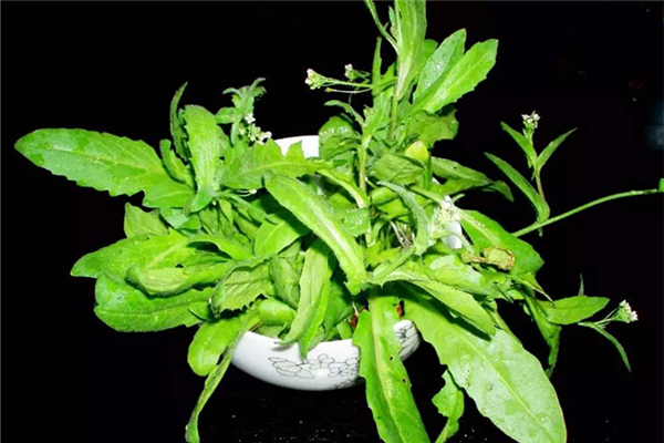 薺菜焯水多長(zhǎng)時(shí)間 薺菜焯水好還是不焯水好 薺菜焯水多長(zhǎng)時(shí)間 薺菜焯水好還是不焯水好