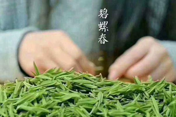 碧螺春要用多少度的水泡 碧螺春要泡幾分鐘 碧螺春要用多少度的水泡 碧螺春要泡幾分鐘