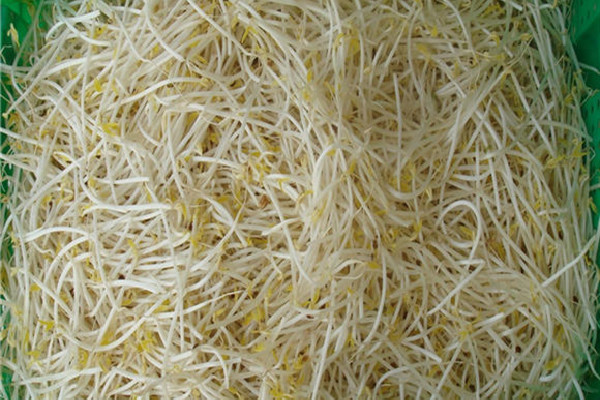 綠豆芽怎么發(fā)又快最好 綠豆芽需要幾天才能生長出來 綠豆芽怎么發(fā)又快最好 綠豆芽需要幾天才能生長出來