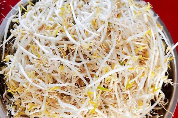 綠豆芽吃不完怎么儲存 綠豆芽放的有點(diǎn)變色能吃嗎 綠豆芽吃不完怎么儲存 綠豆芽放的有點(diǎn)變色能吃嗎