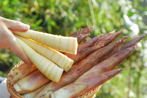 春筍要怎么處理 春筍吃不完怎么處理 春筍要怎么處理 春筍吃不完怎么處理