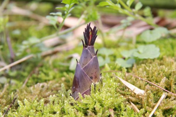 春筍有點黑還能吃嗎 春筍會過敏嗎 春筍有點黑還能吃嗎 春筍會過敏嗎