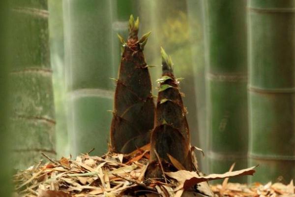 春筍的功效和作用 春筍和冬筍是同一顆竹子長(zhǎng)的嗎 春筍的功效和作用 春筍和冬筍是同一顆竹子長(zhǎng)的嗎