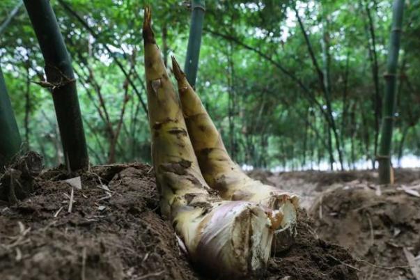 春筍要剝到什么程度 春筍要怎么保存 春筍要剝到什么程度 春筍要怎么保存