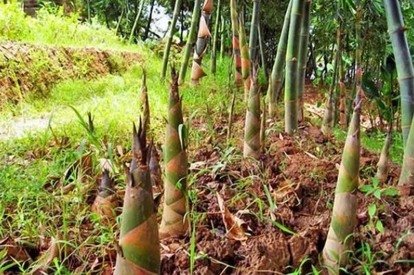 春筍是涼性還是熱性 春筍是竹子嗎 春筍是涼性還是熱性 春筍是竹子嗎