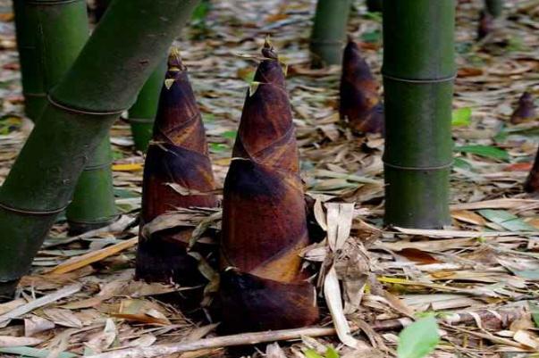 春筍的功效和作用 春筍和冬筍是同一顆竹子長(zhǎng)的嗎 春筍的功效和作用 春筍和冬筍是同一顆竹子長(zhǎng)的嗎