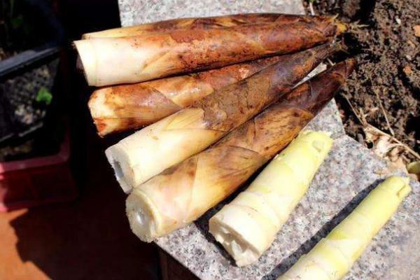 春筍是涼性還是熱性 春筍是竹子嗎 春筍是涼性還是熱性 春筍是竹子嗎