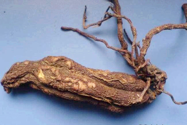 何首烏哪些人不能吃 何首烏能和枸杞子一起泡水喝嗎 何首烏哪些人不能吃 何首烏能和枸杞子一起泡水喝嗎